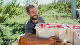 From our Oregon orchard to your home - fresh, organic peaches!