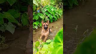 German shepherd dog in water pool #viral #trending #music #youtubeshorts #shorts #short #shortvideo