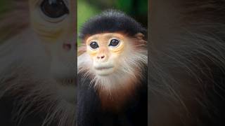 The Costumed Ape | Red-Shanked Douc Langur  #shorts