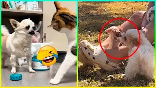 Las Peleas Más Graciosas De Animales 🤣 Parte 5