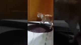 cat , Kitten , cat Video , Kitten Video