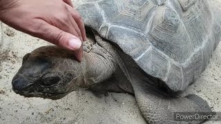 J ai caressé une tortue géante