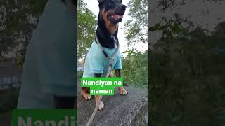 Nandiyan na Si Skye #dog #doglover #viral #youtubeshorts