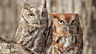 3-11-19 Screech owls in our backyard