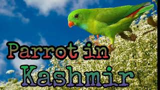 Beautiful parrot in kashmir