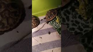 Tortuga hermanni comiendo