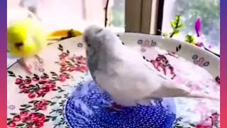 Adorable Budgie Goes Crazy Rolling in Water! 🐦💦 #birds #viral #parakeet #parrot