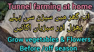 Grow vegetables & Flowers before /off season at home | tunnel farming |