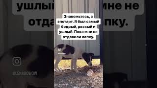 Мам, пап, посмотрите в мои глаза,не проходите мимо,я хочу встретить новый год с вами,а не на помойке