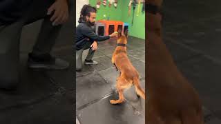 Malinois obedience training