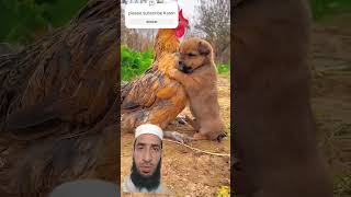 Friendship / puppy and chicken . A beautiful moment #191 - #shorts #cute #dog #animals #pets #aww