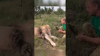 Lions Scared Of Russian Man's shoes #shorts