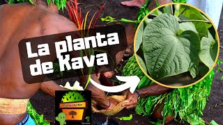 KAVA KAVA - Controla la Ansiedad - Plantas Medicinales