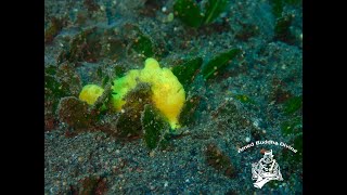 Frogfish roaring @AMED BUDDHA DIVING