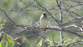 Streaked weaver