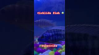 Cichlids fish 🐠 #fish #aquarium #pets #fishtank #goldfish #louhanlovers #flowerhorns #srd #li