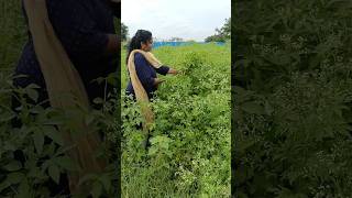 Farmland lo gongura harvest #telugufolkmusicvideos #battusailaja #telugufolkdevotionalsongs #harvest