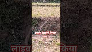 यह वीडियो लाइव रिकॉर्ड किया गया #shortvideo #naginsong #video