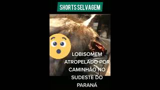 Lobisomem atropelado por caminhão no paraná. 🐺👹👨😵 | #shorts #animaisselvagens #lenda