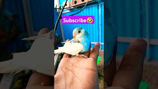 Pooda🤣😂 subscribe please 🤩 #funny_chicken #husbandwifetamilcomedy #kozhi_koothugal #birds #budgies