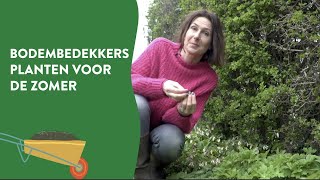 Welke bodembedekkers kun je nu planten voor de zomer?