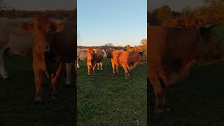 BEAUTIFUL COW 🔥❤️ #animals #shorts #shortvideo #subscribe #cow #cute