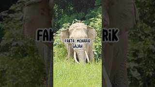 Fakta Menarik Gajah #animals #hewan #faktaunik