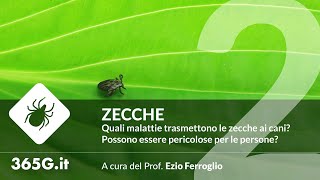 Zecche #2 | Quali malattie trasmettono le zecche ai cani?