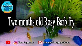 Two months old Rosy Barb Fry