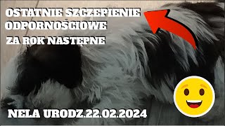 NELA ODC 4 OSTATNIE SZCZEPIENIE 1,3 KG 10 TYG SHIH TZU.