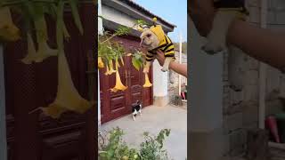 Cute Honey Bee 🐝 Puppy 🐕 😂 #shorts #honey #honeybee #funnydogs #ourpetplanet #dogshorts