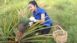 This pineapple is good for making sour fish soup / Harvest pineapple for cooking