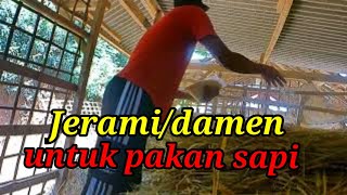 Menata Jerami/ Damen untuk pakan sapi