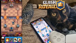 Cat plays Clash Royale