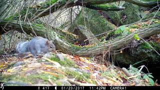 UK wildlife camera trap footage