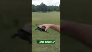 Turtle has my dude sprinting 🏃‍♂️.  Golf course critters. #Turtle #Golf #DayTrader #FisherMen #Funny