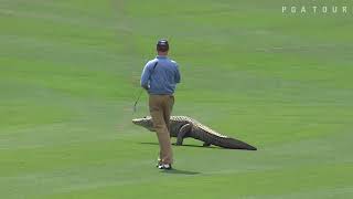 Top 10 Animal Encounters on the PGA TOUR