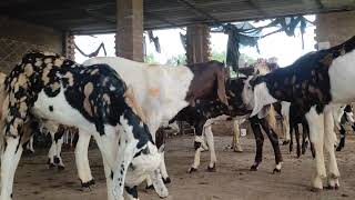 CG Agro Goat Farm Ambikapur Chhattisgarh mo 9713876186