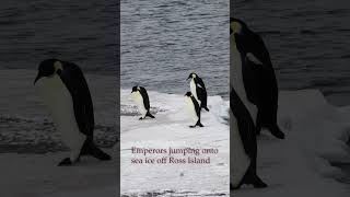 Emperor penguins swimming at Ross Island, antarctica