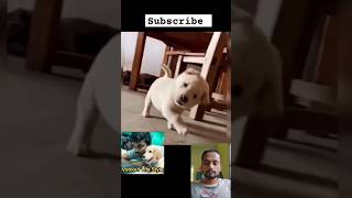 கழுத்து ஒரு பக்கமா லாக் ஆய்ருசு🤣🤣#funny #comedyvideos #puppy #funnyshorts #shorts #shortsindia