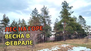 Лес на горе. ВЕСНА пришла в начале февраля!