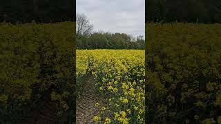 #rapeseed #spring