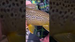 Snake River on the Fly! #shorts #fyp #trout #fishing #subscribe