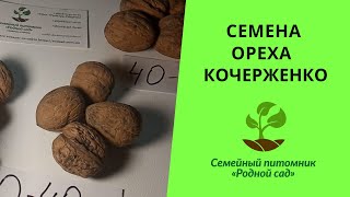 Семена грецкий орех сорт "Кочерженко" для выращивания саженцев в Украине. Характеристика и описание