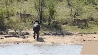 Herd Rescues Buffalo from Lions and Crocodiles