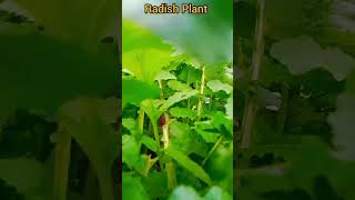 Radish Plant #shorts