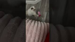 Puma’s first playtime as a kitten!!! #viral #youtubeshorts