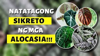 MERON KANA BA NG MGA ALOCASIA NA ITO?