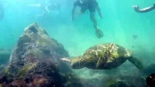 Tortue marine  - GALAPAGOS Los Tuneles