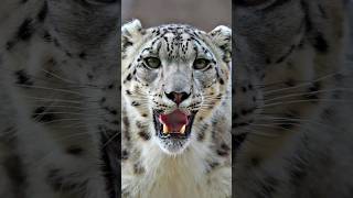 Snow Leopard | The Powerful Predator That Cannot Roar #shorts